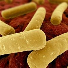 بررسی باکتریهای کلستریدیوم (Clostridium)